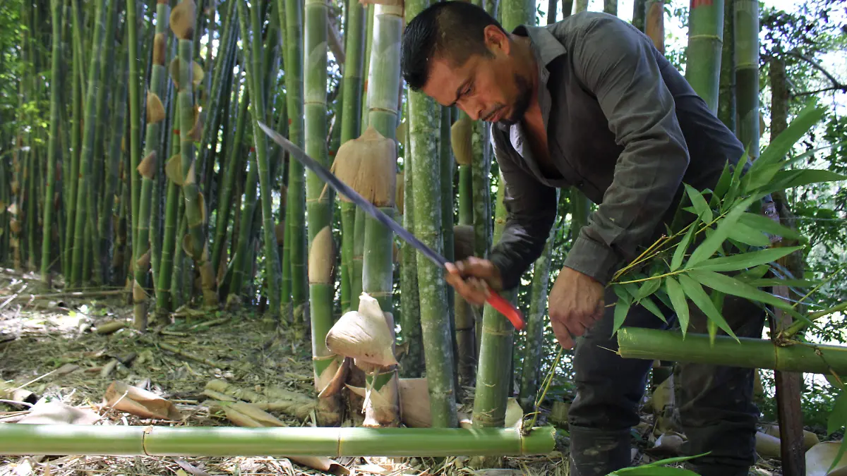 Los campesinos han comprobado que es un material resistente y duradero que puede suplir al cedro en la construcción de casas